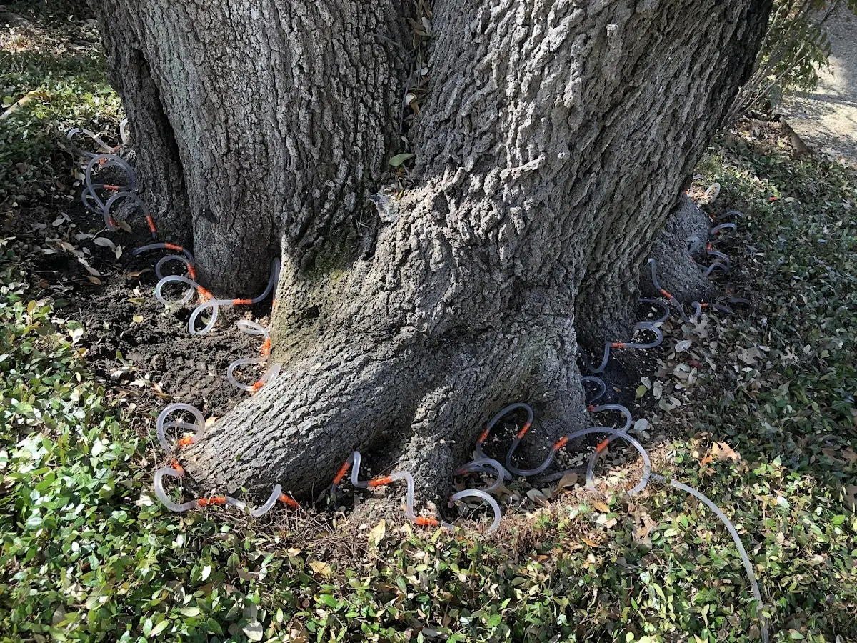 Detailed Tree Cabling and Bracing job site in Eastham
