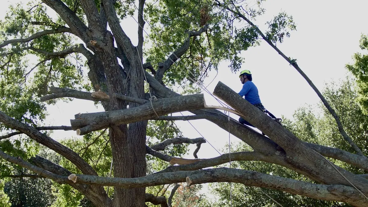 Professional Crown Thinning performed by certified arborists in Eastham