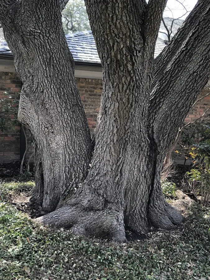 Mature heritage tree close to a Eastham property cared for by certified arborists